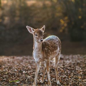 Ein Rehkitz steht im Wald und wird von warmen Sonnenstrahlen beleuchtet.